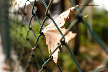 fence in a garden with dry brown autumn leaf bokeh background