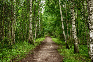Dark birch forest