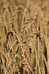 Dinkel - Spelt grain (Triticum spelta Poaceae)