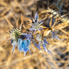 ein kleiner blauer Schmetterling