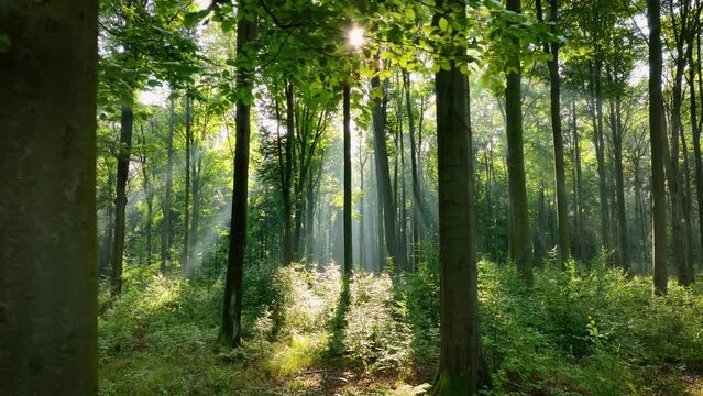 sunlight in the forest - aerial footage