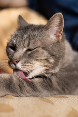 Naklejka na ściany i meble grey cat washing itself with its tongue