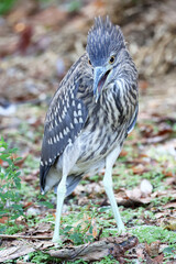 Young black-crowned night heron (Nycticorax nycticorax)