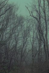 Obraz premium Vertical view of a scary and cold forest with many thin trees. Massachusetts, United States.