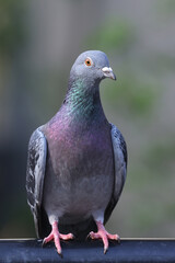 The homing pigeon, also called the mail pigeon or messenger pigeon