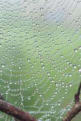 Closeup of spiderwebs covered with raindrops