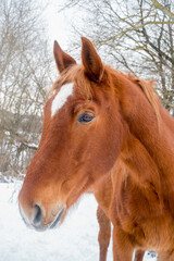 Obraz na płótnie Canvas Brown mare horse horizontal portrait. Head detail from side view in winter. Horse looking at camera. Winter season at farm.