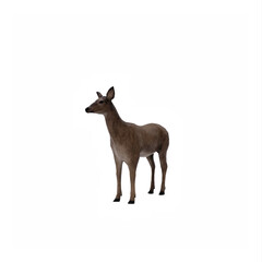 Deer Female