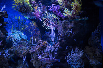 coral reef in aquarium