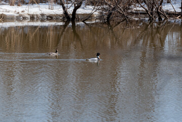 Red-breasted Mergansers On The River In Spring