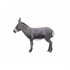 Obraz na płótnie Canvas Donkey