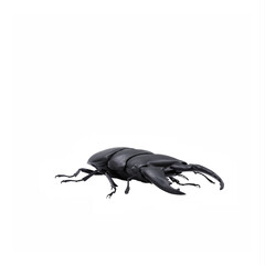 Dorcus titanus