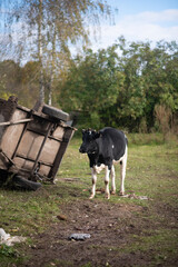 young beautiful black calf walks on the grass in the farm and looks with big eyes
