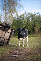 young beautiful black calf walks on the grass in the farm and looks with big eyes
