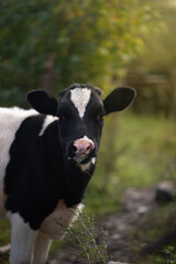 young beautiful black calf walks on the grass in the farm and looks with big eyes