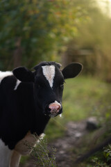 young beautiful black calf walks on the grass in the farm and looks with big eyes