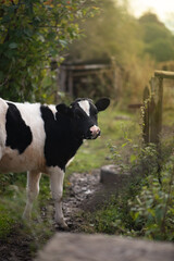 young beautiful black calf walks on the grass in the farm and looks with big eyes