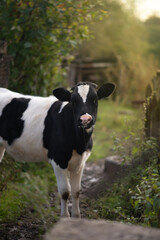 young beautiful black calf walks on the grass in the farm and looks with big eyes