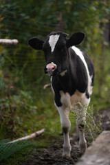young beautiful black calf walks on the grass in the farm and looks with big eyes