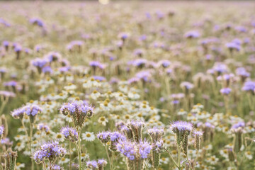 A field with purple flowers as a natural background.