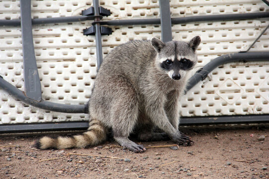 Mapache Zoo