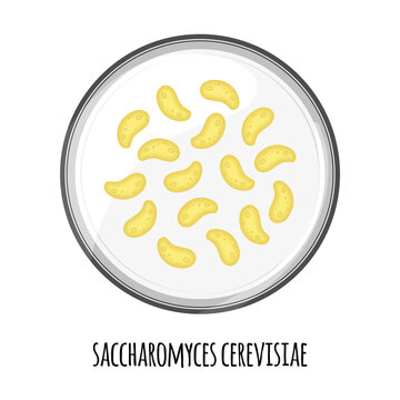 The human microbiome of saccharomyces cerevisiae in a petri dish. Vector image. Bifidobacteria, lactobacilli. Lactic acid bacteria. Illustration in a flat style.