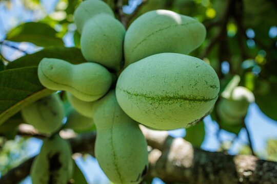 Closeup shot of pawpaw fruits (Asimina) on the tree