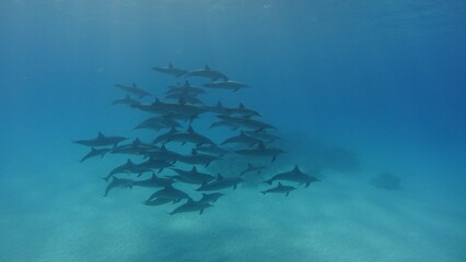 Dolphins of Sataya