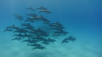 Fototapeta na wymiar Dolphins of Sataya