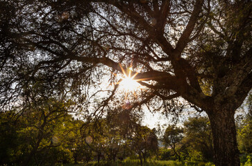 Atardecer donde el sol esta centrado y un árbol frondoso deja pasar sus rayos rodeado de naturaleza