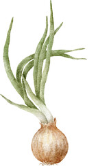 fresh onion watercolour illustration