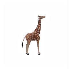 Obraz premium Giraffe