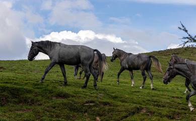 Steiermark-Stubalm: Junge Lippizaner-Hengste auf der Weide