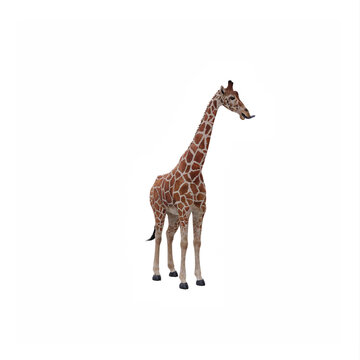 Giraffe isolated