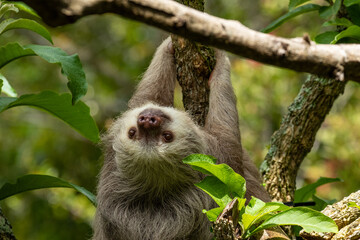 Sloth looking at camera