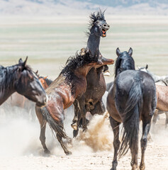 Obraz na płótnie Canvas Onaqui Wild Horses