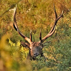 Male Bull Elk at Benezette PA