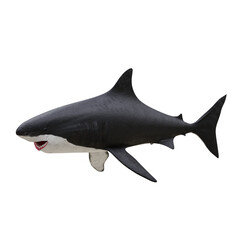 Great White Shark
