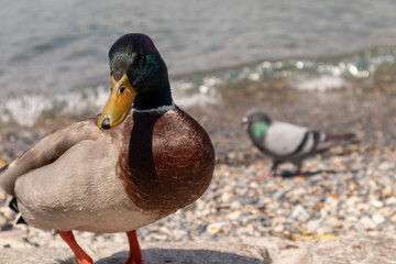 Mallard at Como lake. Anas platyrhynchos
