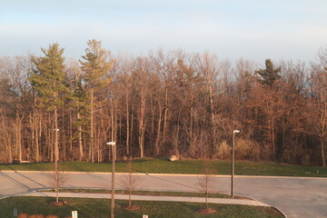 Roadside Trees