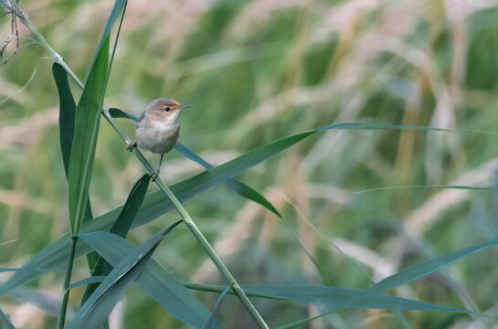 Common reed warbler, acrocephalus scirpaceus, on a branch