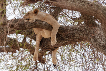 Fototapeta na wymiar Tree Climbing Lioness Tarangire National Park, Tanzania