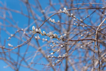 Pussy Willow Catkins In Early Spring