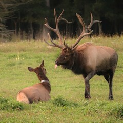 Naklejka na ściany i meble Male Bull Elk Benezette PA Rocky Mountain Elk 