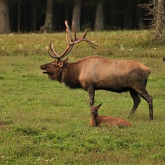 Male Bull Elk Benezette PA Rocky Mountain Elk 