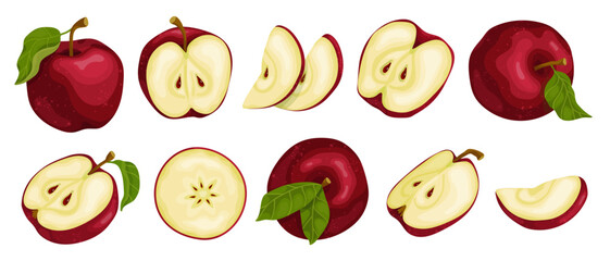 Collection of juicy fruits of ripe red apple. Isolated vector graphic.