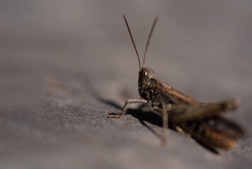 grasshopper on a gray stone, macro photo of an eye