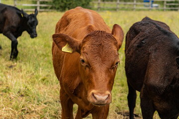 Group of young cows on the pasture being curious and approaching. Cattle standung and sitting down in different colours on the field in beautiful weather right after rain.