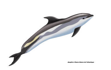 dauphin à flancs blancs de l'atlantique, poisson, mammifère, marin, mer, océan, eau, bleu, ailette, faune, nature, aquatique, nager, prédateur, illustration