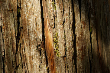 Deep texture of the brown bark of a tree in the rays of the sun.